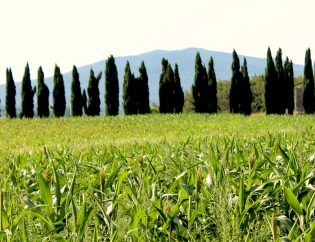 Campo di grano con cipressi e colline