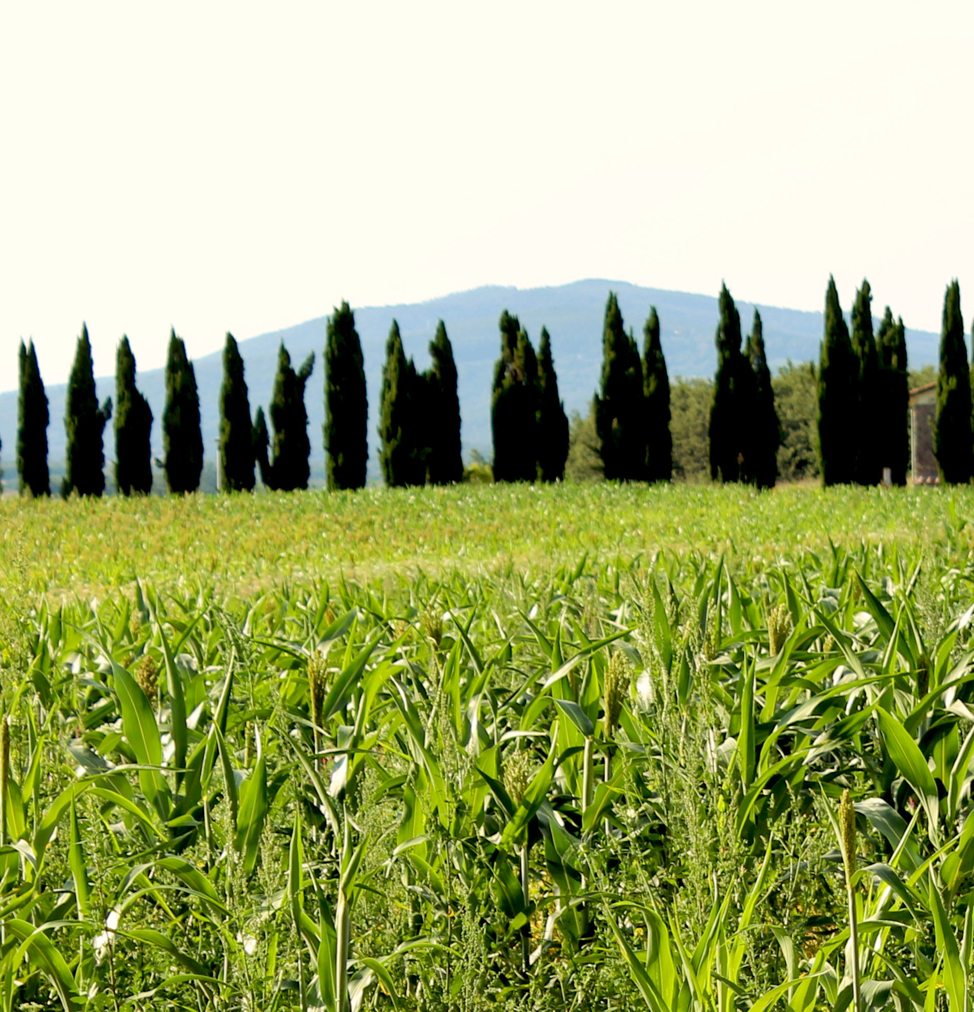 Campo di grano con cipressi e colline