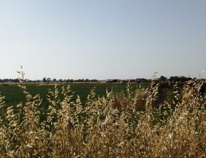 Campo coltivato vicino a Coltano