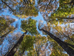 Le chiome degli alberi in contrasto con il cielo