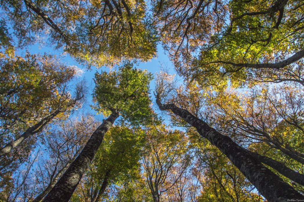 Le chiome degli alberi in contrasto con il cielo