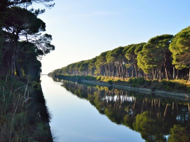 Canale che passa in una pineta